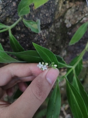 Oldenlandia mellii