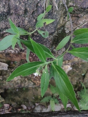 Oldenlandia mellii