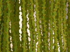 Caryota urens