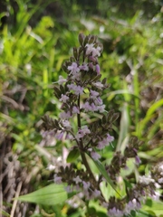 Oldenlandia mellii