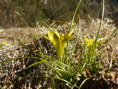 Gagea bohemica
