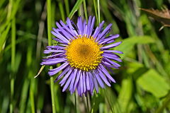 Erigeron multiradiatus