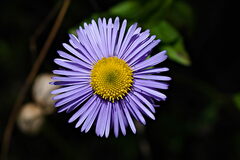 Erigeron multiradiatus