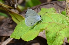 Udara akasa