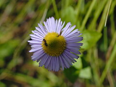 Erigeron multiradiatus