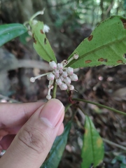 Ardisia lindleyana