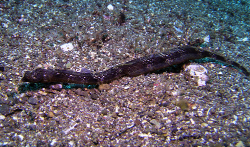 Gray's pipefish (Halicampus grayi) — Syngnathidae — 2