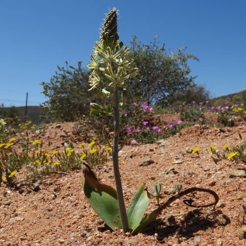 Albuca unifolia