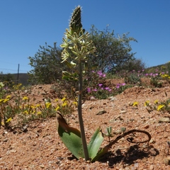 Albuca unifolia