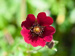 Potentilla atrosanguinea