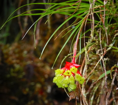 Guzmania graminifolia