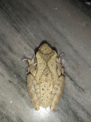 Polypedates occidentalis