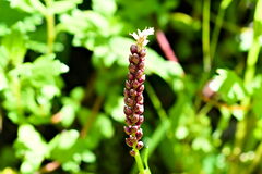 Bistorta amplexicaulis