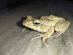 Polypedates occidentalis