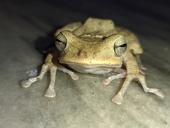 Polypedates occidentalis