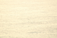 Stenella longirostris