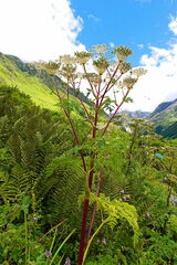 Heracleum mantegazzianum