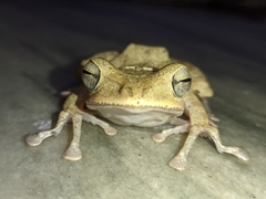 Polypedates occidentalis