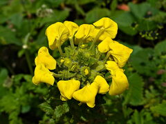 Pedicularis hoffmeisteri