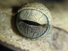 Polypedates occidentalis