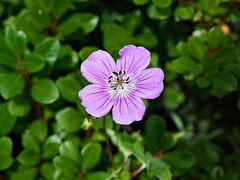 Geranium collinum