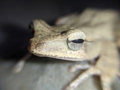 Polypedates occidentalis