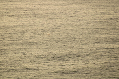 Stenella longirostris