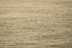 Stenella longirostris