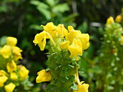 Pedicularis hoffmeisteri