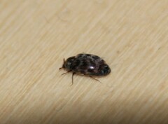 Anthrenocerus australis