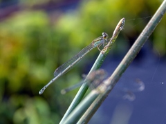 Pseudagrion microcephalum