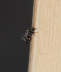 Anthrenocerus australis