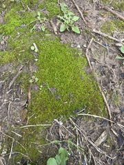 Physcomitrium pyriforme