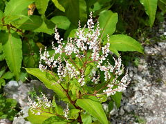 Koenigia polystachya