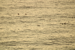 Stenella longirostris