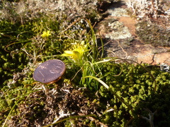 Gagea bohemica