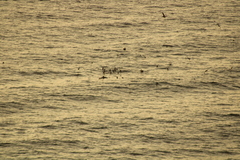 Stenella longirostris