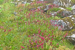 Bistorta amplexicaulis