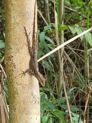 Anolis stratulus