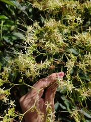 Clerodendrum cyrtophyllum