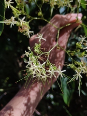Clerodendrum cyrtophyllum
