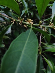 Sideroxylon wightianum