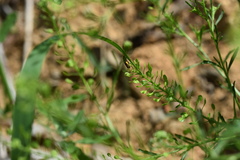 Scythris sinensis