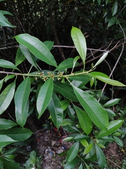 Sideroxylon wightianum