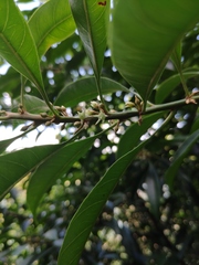 Sideroxylon wightianum