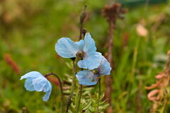 Meconopsis betonicifolia