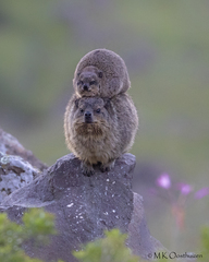 Rock Hyrax photo 3