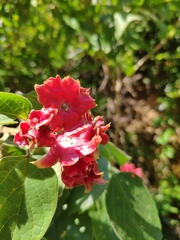 Clerodendrum canescens