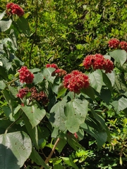 Clerodendrum canescens