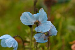 Meconopsis betonicifolia